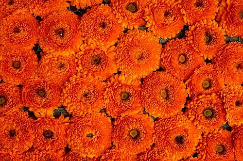 オレンジ色の花がたくさん並んだ画像