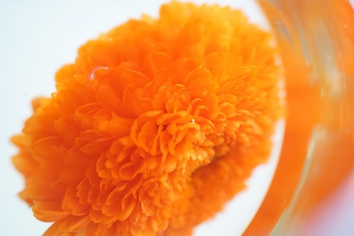 オレンジの花が一輪のハーブティーの画像