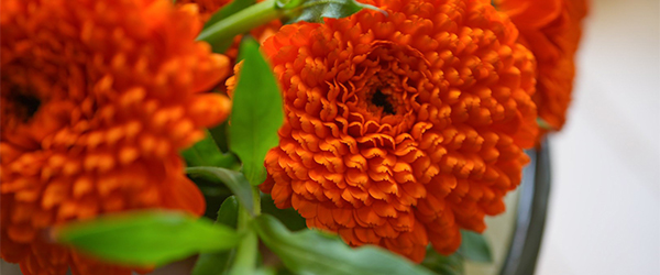 淡路島カレンデュラのオレンジ色の花の画像