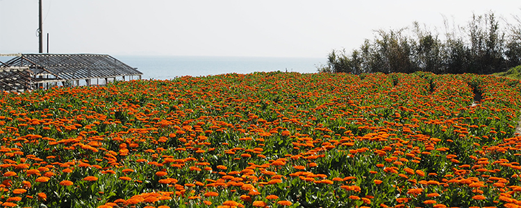 畑一面に広がるオレンジ色のカレンデュラの花